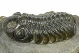 Detailed Austerops Trilobite - Ofaten, Morocco #372441-1